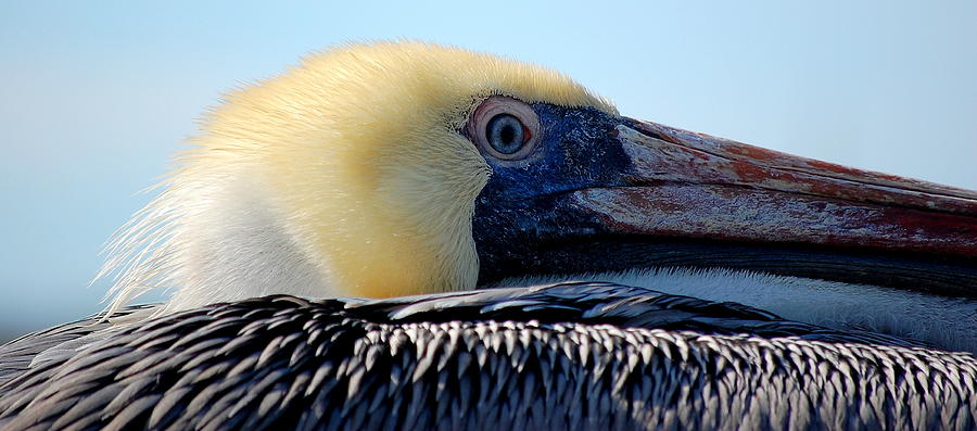 The Pelican Photograph by AJ  Schibig