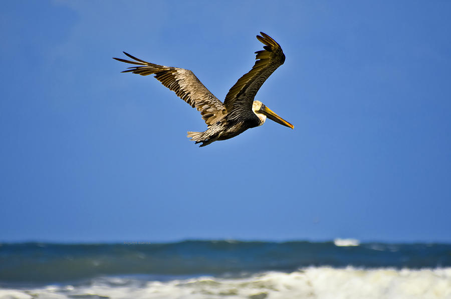 The Pelican and the Sea Photograph by DigiArt Diaries by Vicky B Fuller