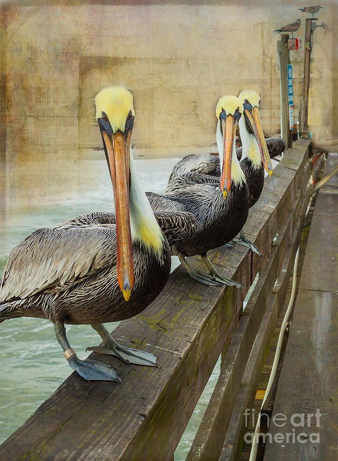 The Pelican Gang Photograph by Steven Reed