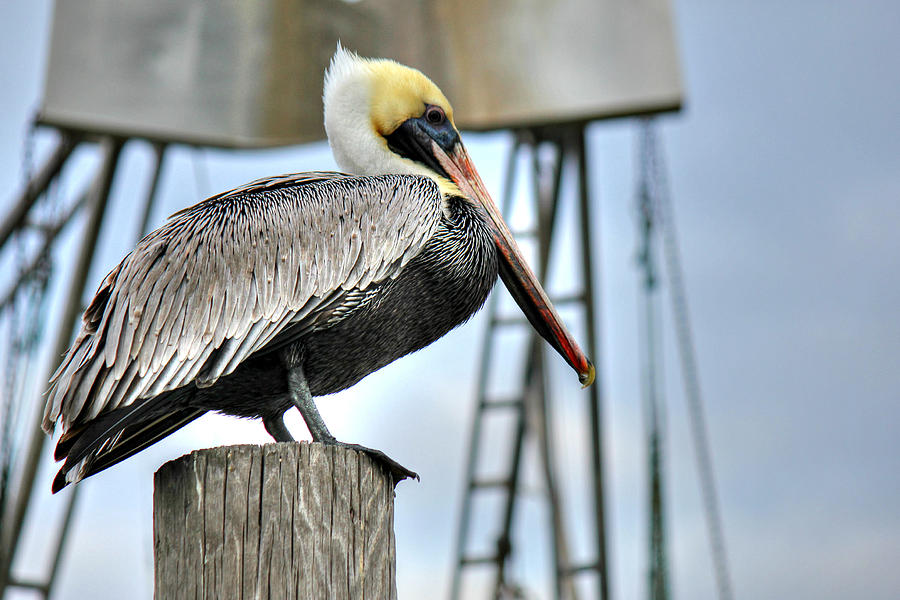 The Pelican Photograph by Lynn Jordan