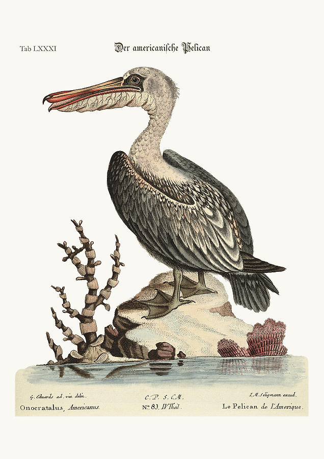 Mark Catesby Drawing - The Pelican of America by Splendid Art Prints