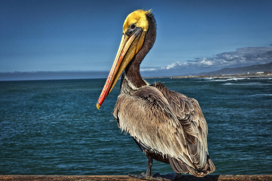The Pelican of Oceanside Pier Photograph by Diana Powell