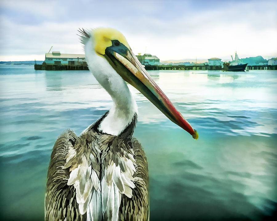 The Pelican Perspective  Digital Art by Priya Ghose