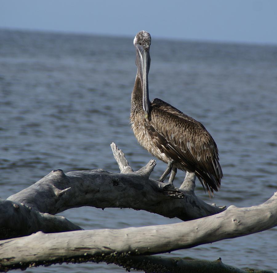 Pelican Photograph - The Pelican Pose by Patricia Twardzik