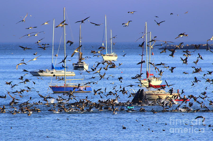 Boat Photograph - The Pelicans Have a Dinner Guest by Kris Hiemstra