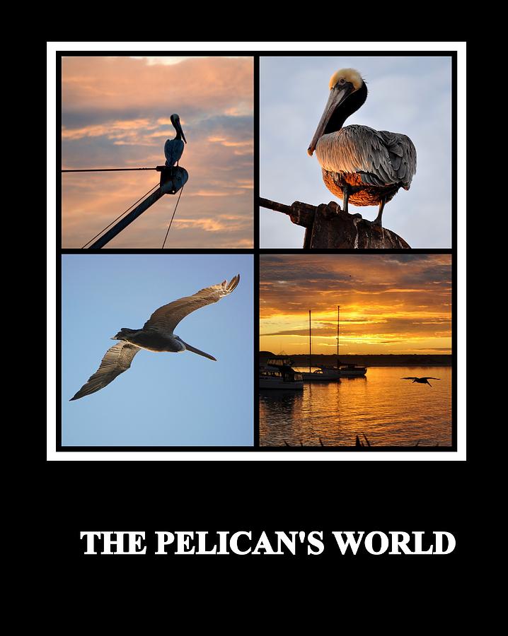 The Pelicans World Photograph by AJ  Schibig