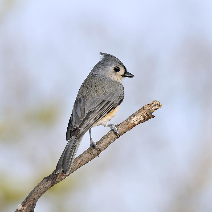 The Perching Tufted Titmouse Photograph by Lara Ellis