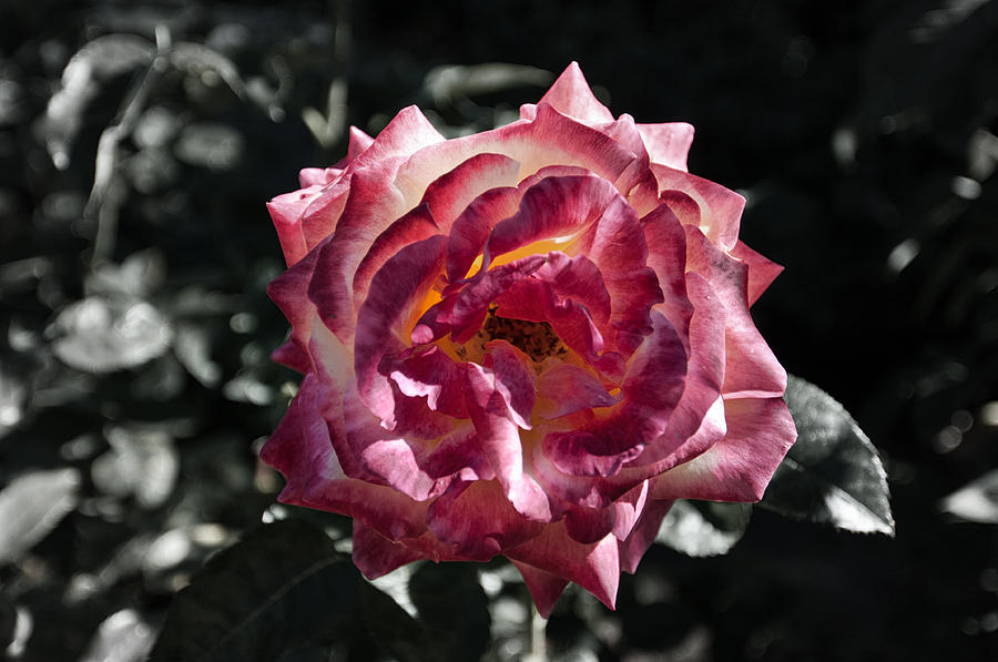 The Perfect Bloom - International Rose Test Garden - Portland - Oregon Photograph by Bruce Friedman