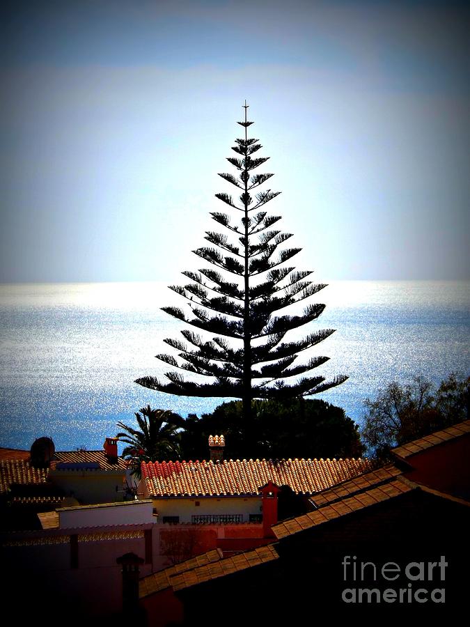 The Perfect Christmas Tree Photograph by Clare Bevan