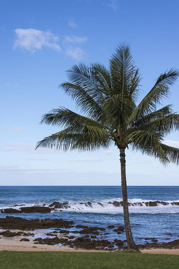 Landscape Photograph - The Perfect Palm Tree - Sunset Beach Oahu Hawaii by Brian Harig