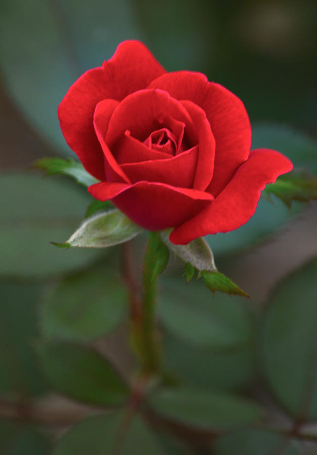 The Perfect Rose Photograph by Parker Cunningham