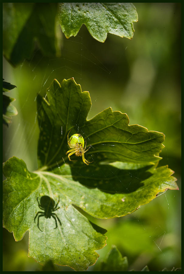 Spider Photograph - The Perfect Shadow by Liz  Alderdice