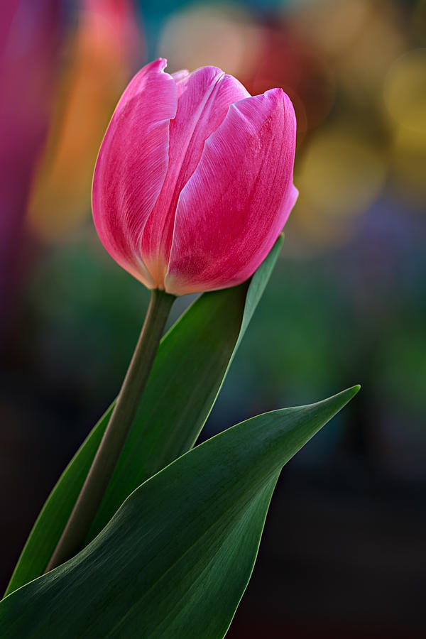 The Perfect Tulip Photograph by Mary Jo Allen