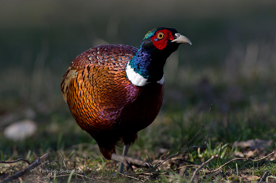 The Pheasant Photograph by Torbjorn Swenelius