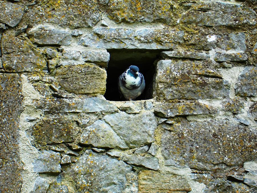 Pigeon Photograph - The Pigeon Hole by Norma Brock