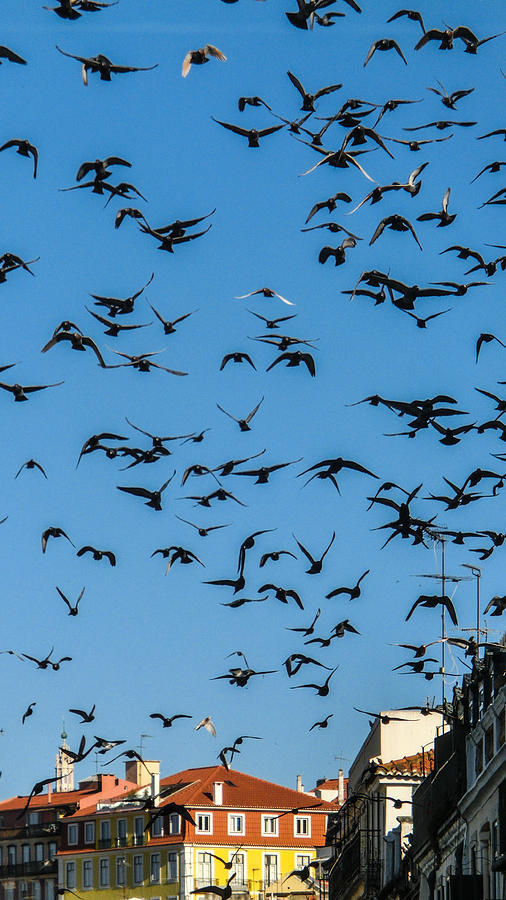 Bird Photograph - The Pigeons  by Georgina Noronha