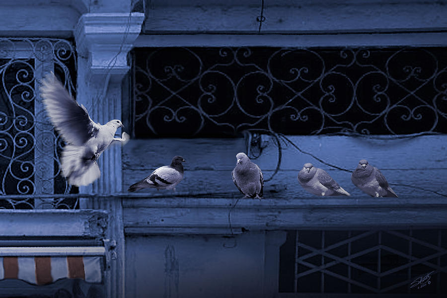 The Pigeons of Cafe Havana  Digital Art by M Spadecaller