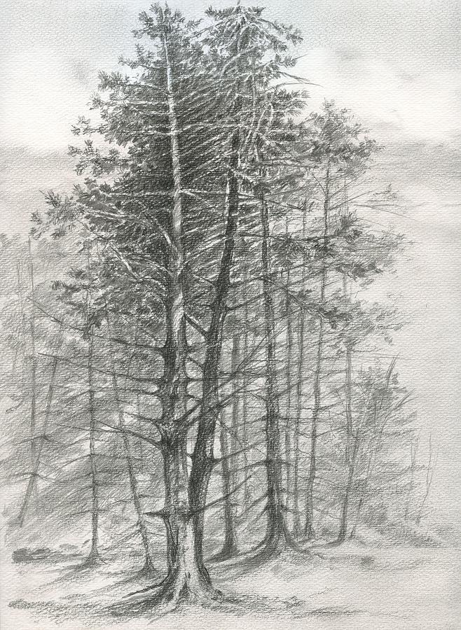 The pine forest Drawing by Aurel Bonta Pixels