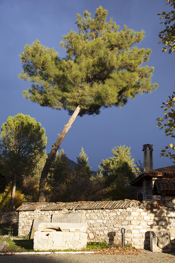 The Pine Photograph by Ramunas Bruzas