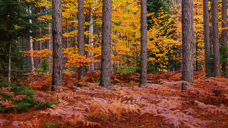 Fall Photograph - The Pine Woods by Rachel Cohen