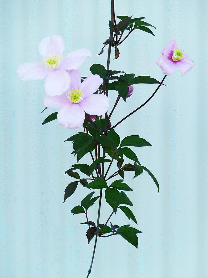 Summer Photograph - The Pink Clematis by Steve Taylor