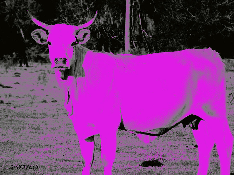 the Pink Cow Photograph by George Pedro