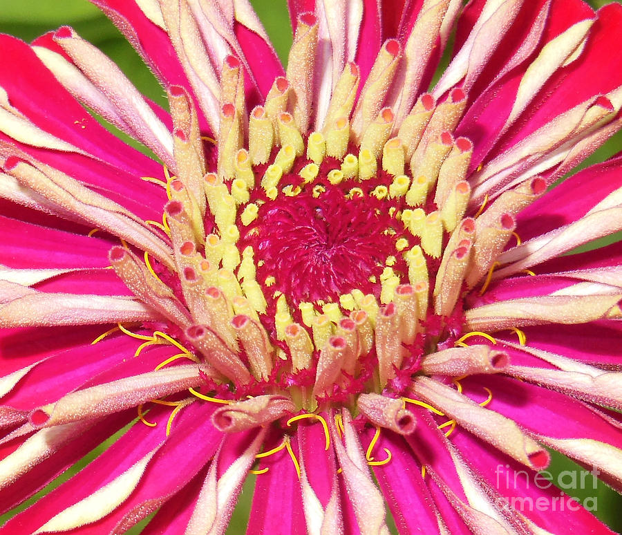 The Pink Dahlia  Photograph by Rosemary Aubut