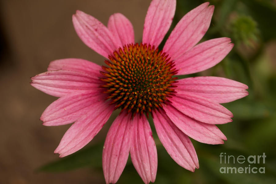 The Pink Daisy Photograph by William Norton