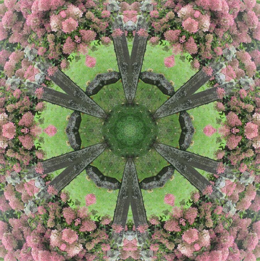 The Pink Hydrangea Digital Art by Trina Stephenson
