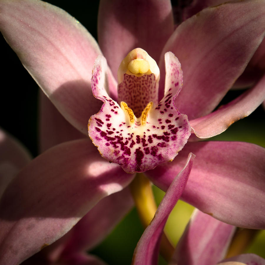 The Pink Orchid Photograph by David Patterson