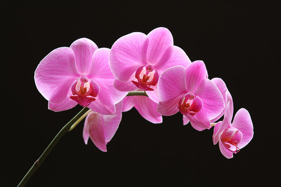 The Pink Orchid Photograph by Juergen Roth