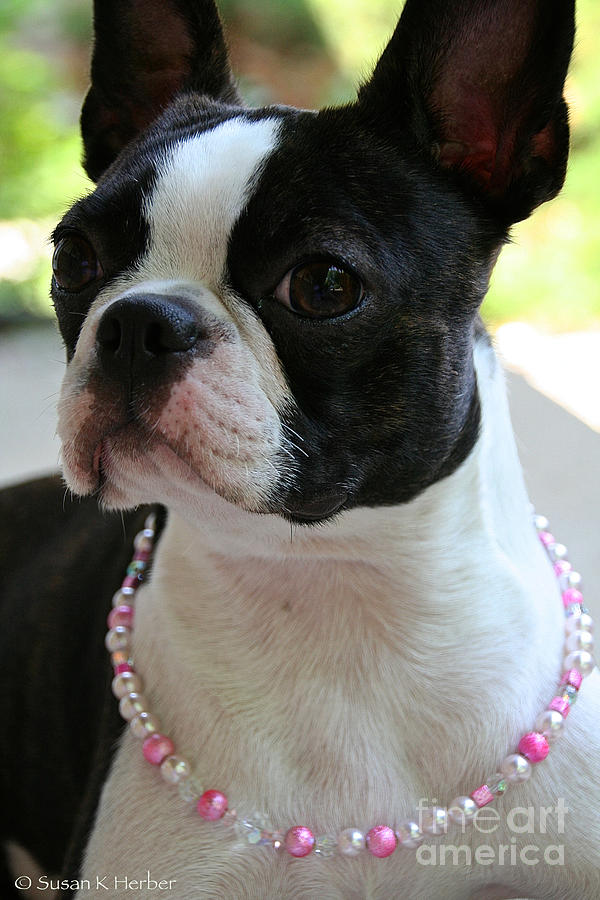 The Pink Pearl Necklace Photograph by Susan Herber