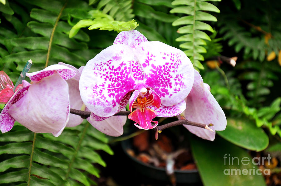 Orchid Photograph - The Pink Puffy Orchid by Andee Design