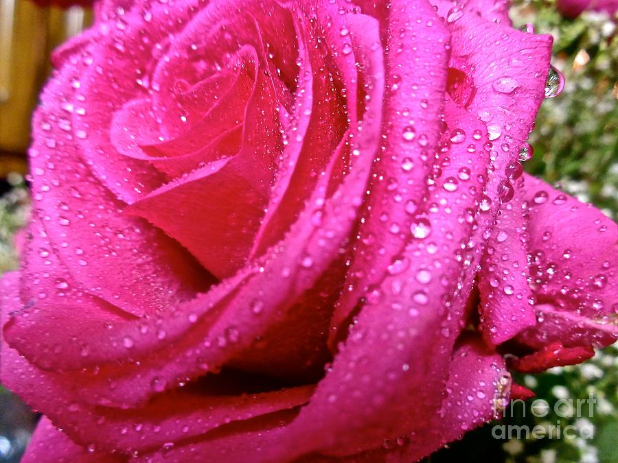 The Pink Rose 2 Photograph by Saundra Myles