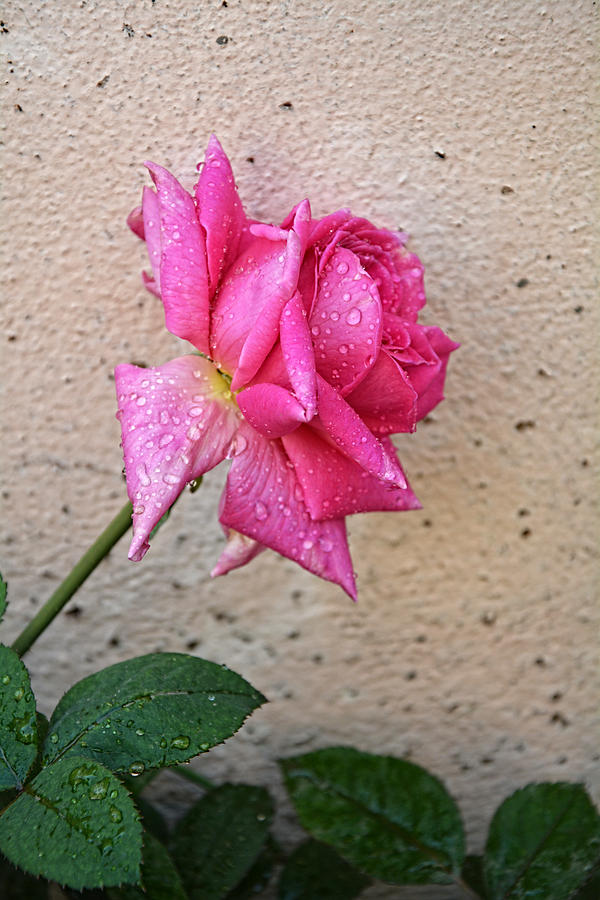 Rose Photograph - The Pink Rose by Makarand Purohit