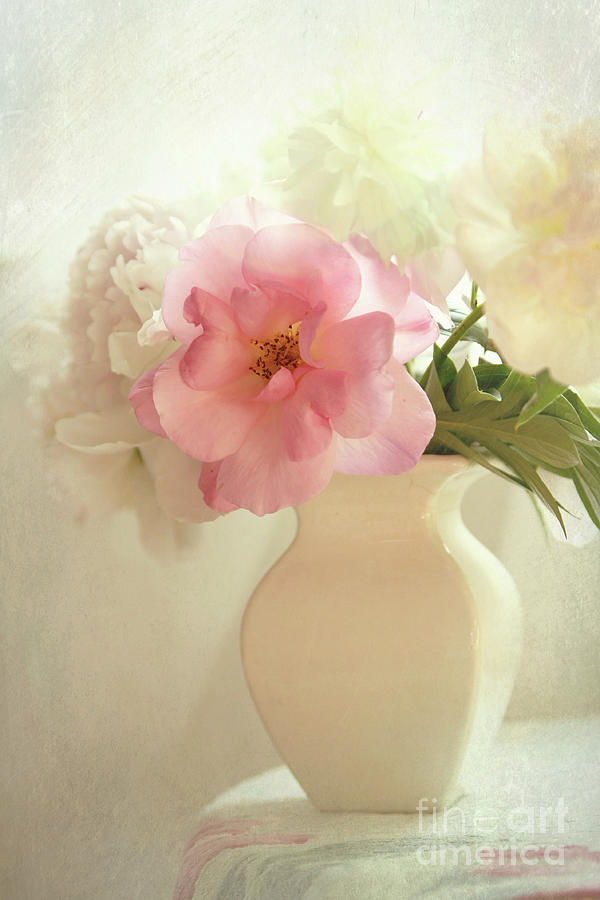 Still Life Photograph - The pink rose by Sylvia Cook