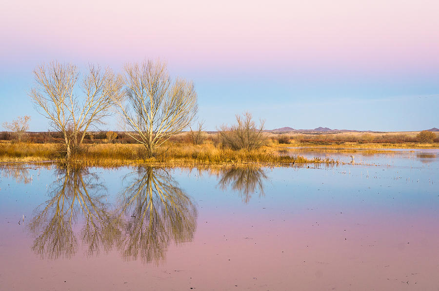 The pink sky over the golden field - Bosque del Apache, New Mexico Photograph by Ellie Teramoto