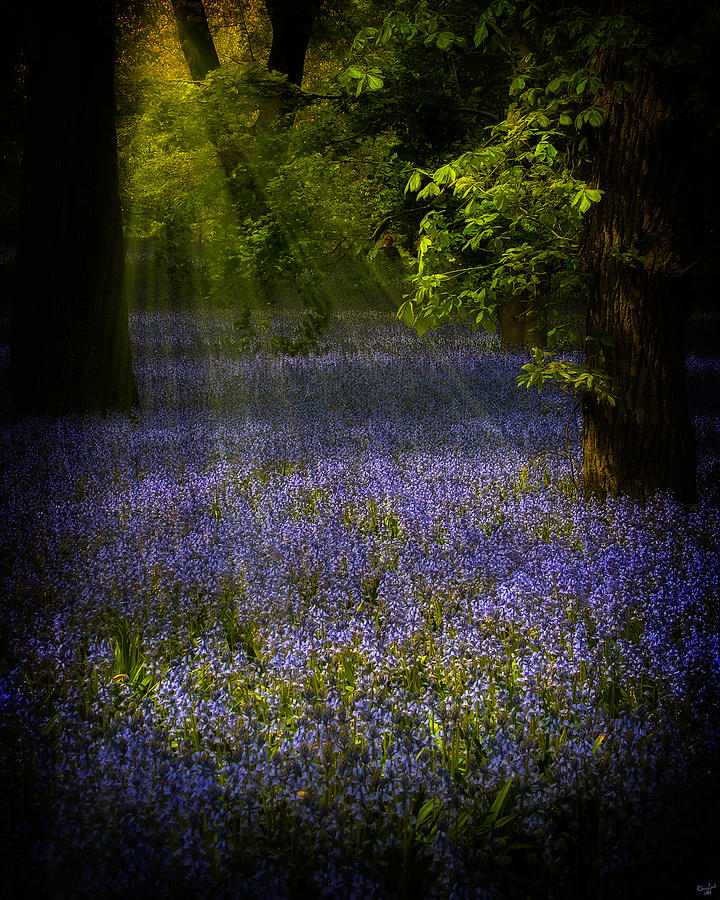 The Pixies Bluebell Patch Photograph by Chris Lord