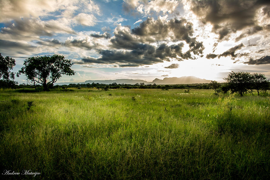 The Plains of Africa Photograph by Andrew Matwijec