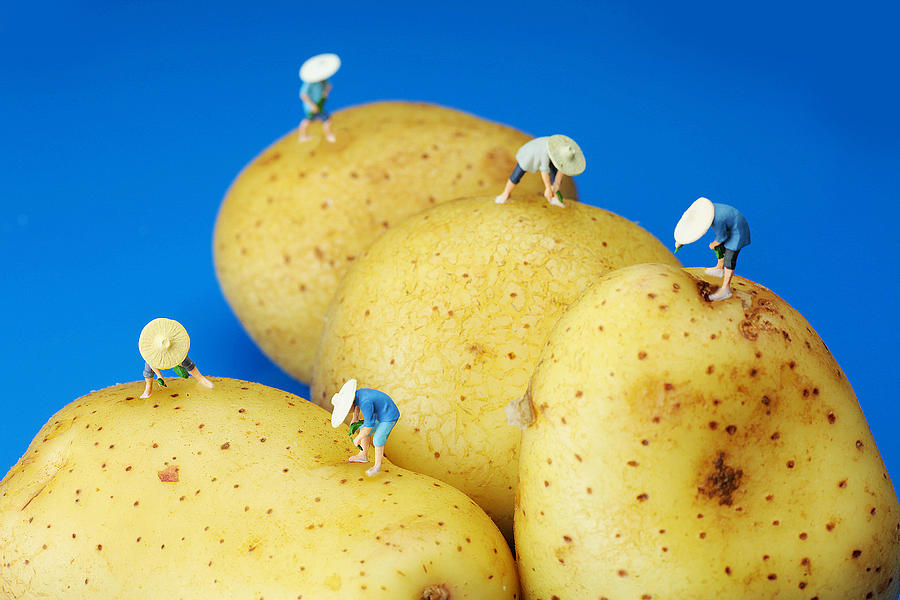 The Planting on potatoes little people on food Photograph by Paul Ge