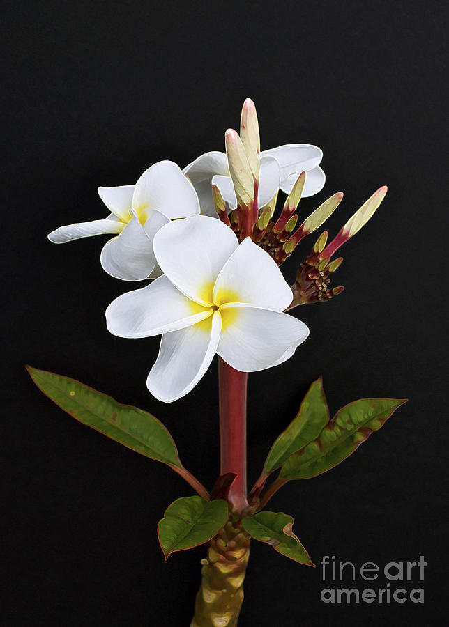 The Plumeria Photograph by Gwyn Newcombe