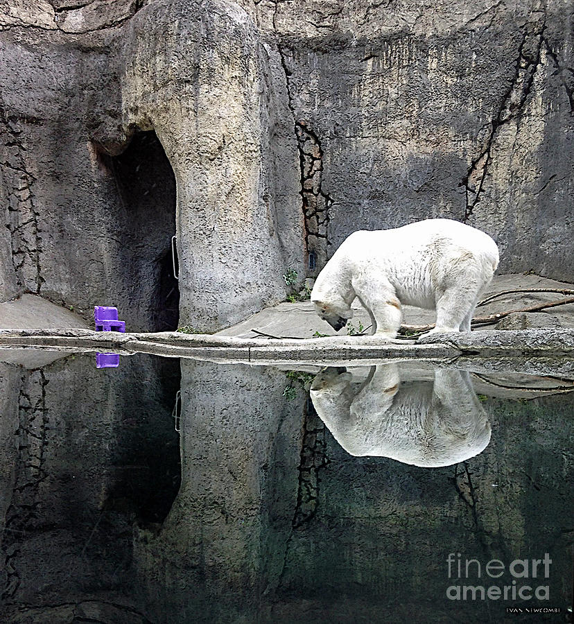 The Polar Bear and The Purple Chair Photograph by Gwyn Newcombe