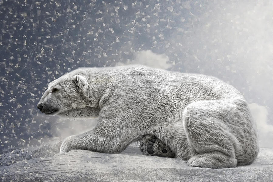 The Polar Bear Photograph by Joachim G Pinkawa