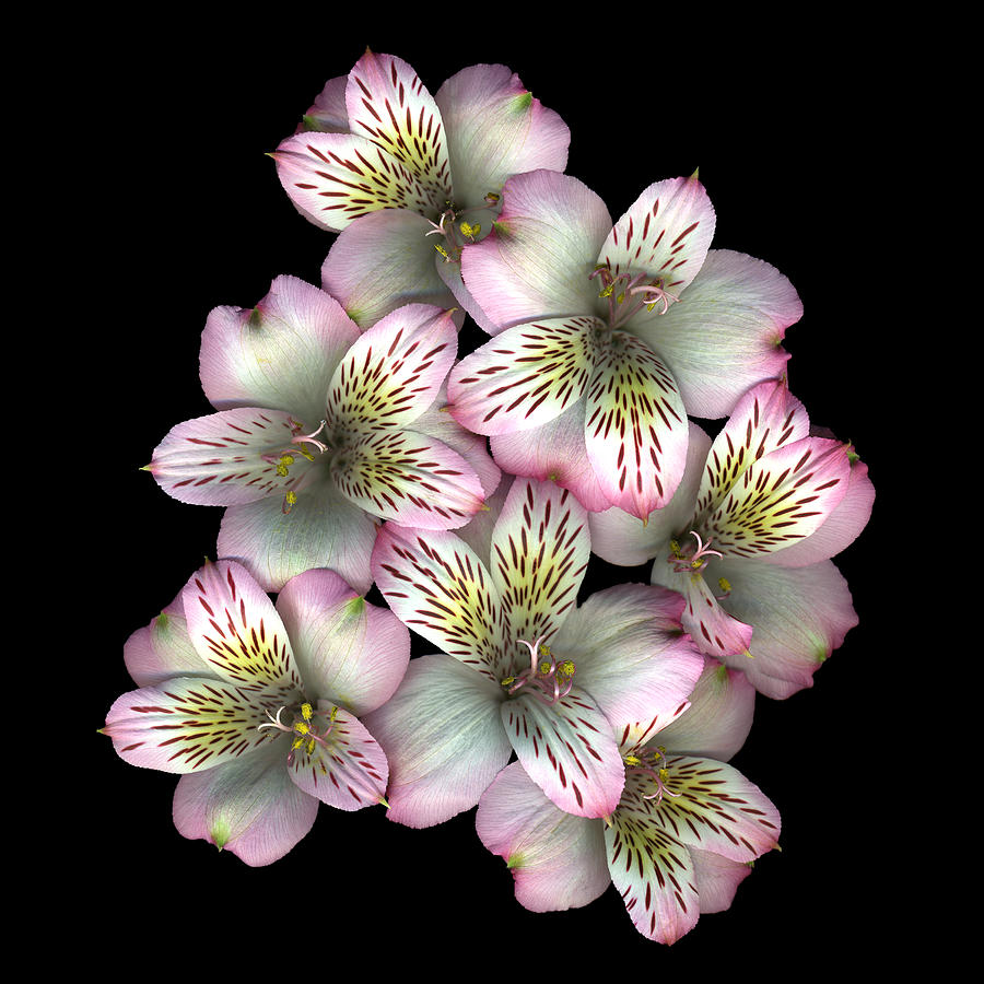The Pollard Posie by Deborah J Humphries The Pollard Posie by Deborah J Humphries