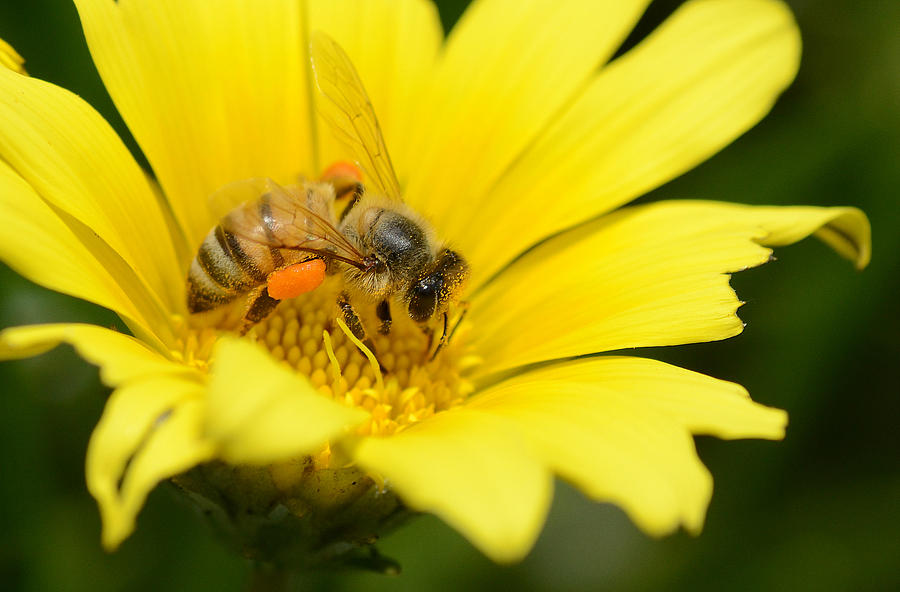The Pollinator 2 Photograph by Fraida Gutovich