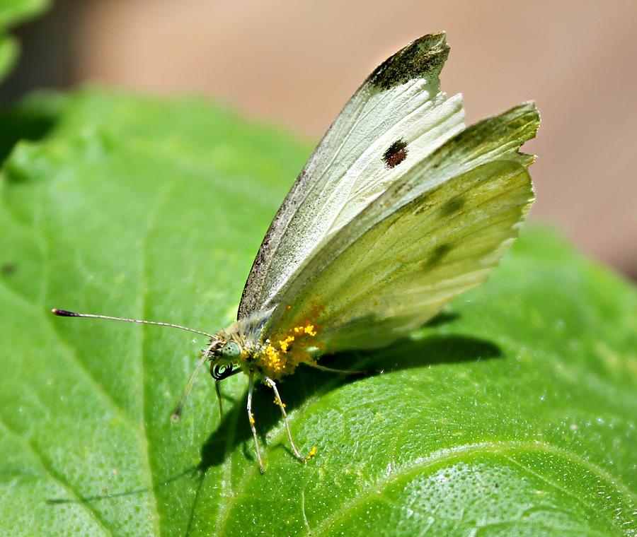 Butterfly Photograph - The Pollinator by Candice Trimble Butterfly Photograph - The Pollinator by Candice Trimble