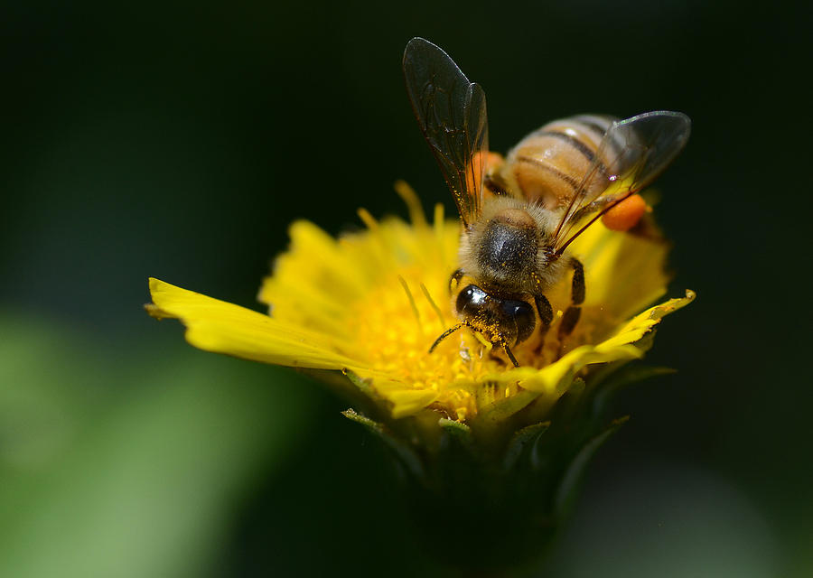 Nature Photograph - The Pollinator by Fraida Gutovich