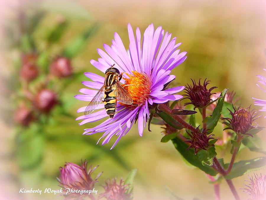 The Pollinator Photograph by Kimberly Woyak