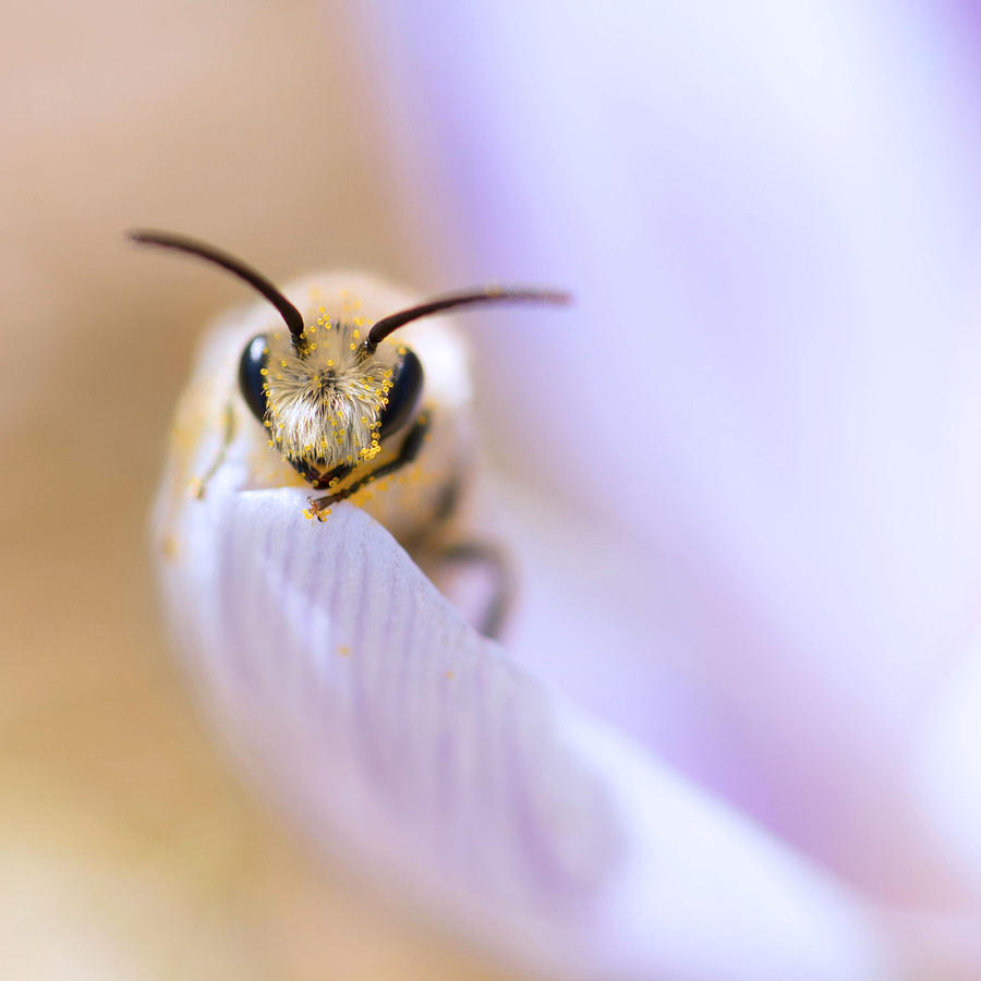 The Pollinator Photograph by Robin-Lee Vieira