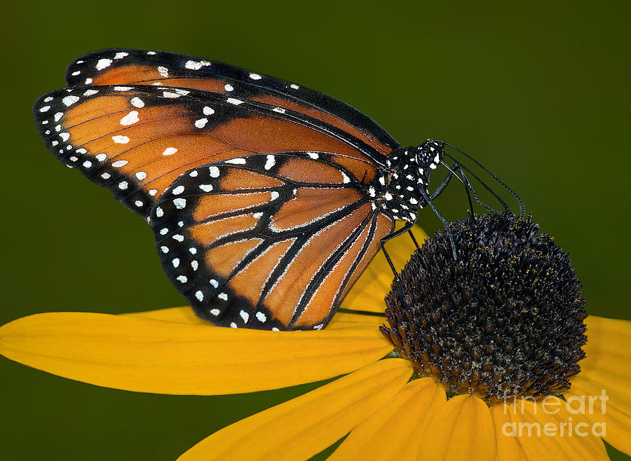 The Pollinator Photograph by Susan Candelario